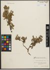 Foto von Salix waldsteiniana Willd.